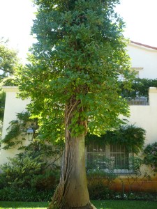 Angescheidt Costa Rica 1638