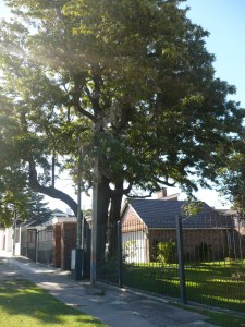 Bragard bolivia y Harwood (2)