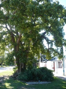 Bragard bolivia y harwood (3)